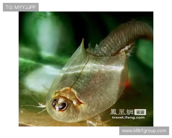 K8捕鱼技巧分享让你在游戏中轻松击中稀有鱼类的实用经验 K8捕鱼技巧分享让你在游戏中轻松击中稀有鱼类的实用经验